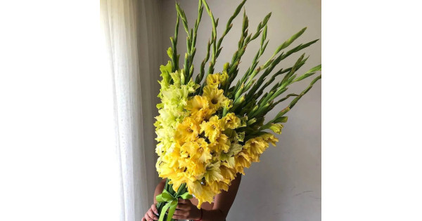 Букет из 19 желтых гвоздик в крафте с лентой, Голландия